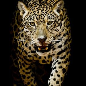 Meet your Posher, Sami